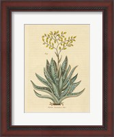 Framed Herbal Botanical XXXI