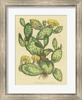 Framed Herbal Botanical XXIX