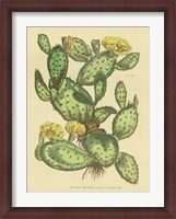 Framed Herbal Botanical XXIX