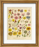 Framed Herbal Botanical XI