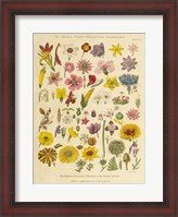 Framed Herbal Botanical XI
