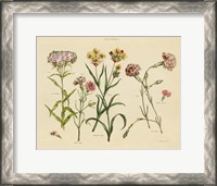 Framed Herbal Botanical VIII