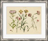 Framed Herbal Botanical VIII