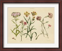 Framed Herbal Botanical VIII