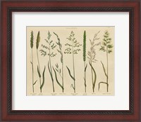 Framed Herbal Botanical VII