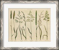 Framed Herbal Botanical VII