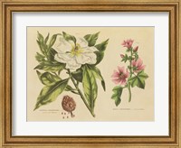 Framed Herbal Botanical II