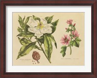 Framed Herbal Botanical II
