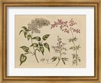 Framed Herbal Botanical I