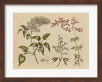 Framed Herbal Botanical I