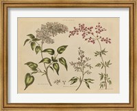 Framed Herbal Botanical I