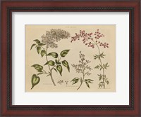 Framed Herbal Botanical I