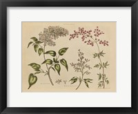 Framed Herbal Botanical I