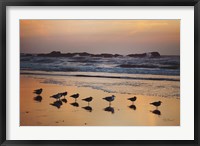 Framed Kalaloch Birds IV