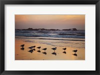 Framed Kalaloch Birds IV