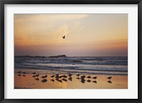 Framed Kalaloch Birds III