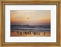 Framed Kalaloch Birds III