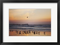 Framed Kalaloch Birds III