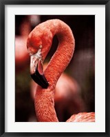 Framed Caribbean Flamingo II