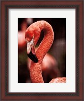 Framed Caribbean Flamingo II