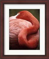 Framed Caribbean Flamingo I
