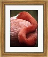 Framed Caribbean Flamingo I