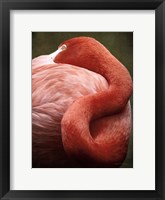 Framed Caribbean Flamingo I