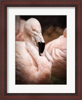 Framed Chilean Flamingo II