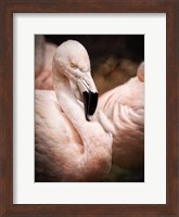 Framed Chilean Flamingo II