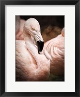 Chilean Flamingo II Framed Print
