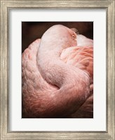 Framed Chilean Flamingo I