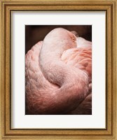 Framed Chilean Flamingo I