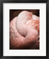 Chilean Flamingo I Framed Print