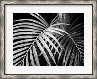 Framed Palm Fronds