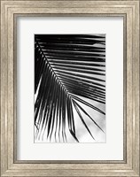 Framed Palm Frond II