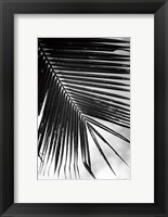 Framed Palm Frond II