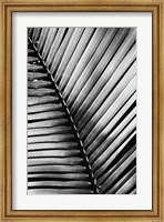 Framed Palm Frond I