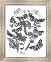 Framed 'Butterfly Bouquet IV Linen BW IV' border=
