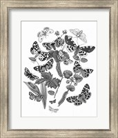 Framed 'Butterfly Bouquet IV Linen BW IV' border=