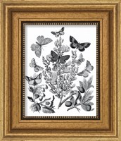 Framed 'Butterfly Bouquet II Linen BW II' border=