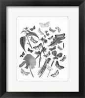 Framed Butterfly Bouquet III Linen BW III