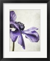 Framed Purple Anemone
