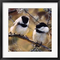 Framed In the Black - Black Capped Chickadees (detail)
