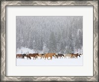 Framed Montana Horses