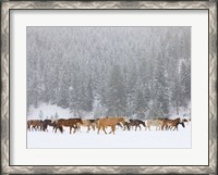 Framed Montana Horses