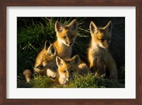 Framed Red Fox Kits