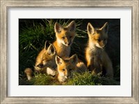 Framed Red Fox Kits