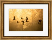 Framed Geese in the Mist