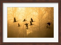 Framed Geese in the Mist