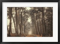 Framed Path of Pines